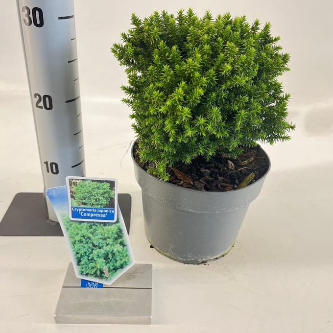 Cryptomeria j. ‘Compressa’ - Japanse ceder | 20-25 cm pot