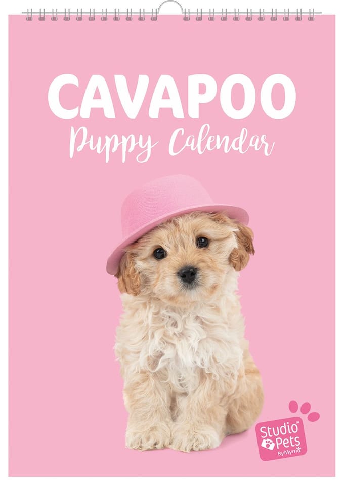 Studio Pets® verjaardag kalender A4 – Cavapoo honden maandplanner / kalender