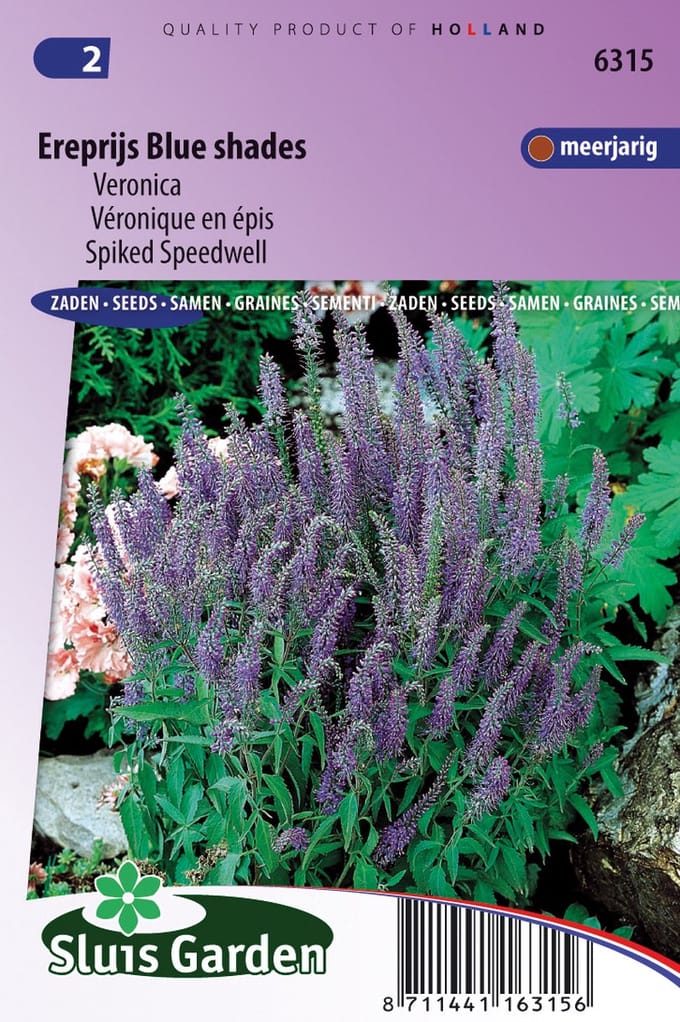 Langbladig ereprijs (Veronica spicata) - Ereprijs Blue Shades (Veronica) - bloeit in Juli / Augustus / September