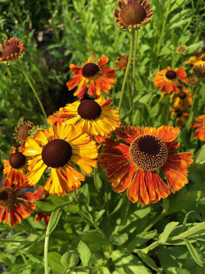 6 x Helenium 'Waltraut' - Zonnekruid - P9 Pot (9 x 9cm) - Dima Vaste Planten