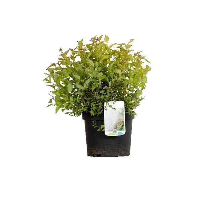 Spiraea japonica 'Firelight' - Spierstruik 25-30 cm in pot