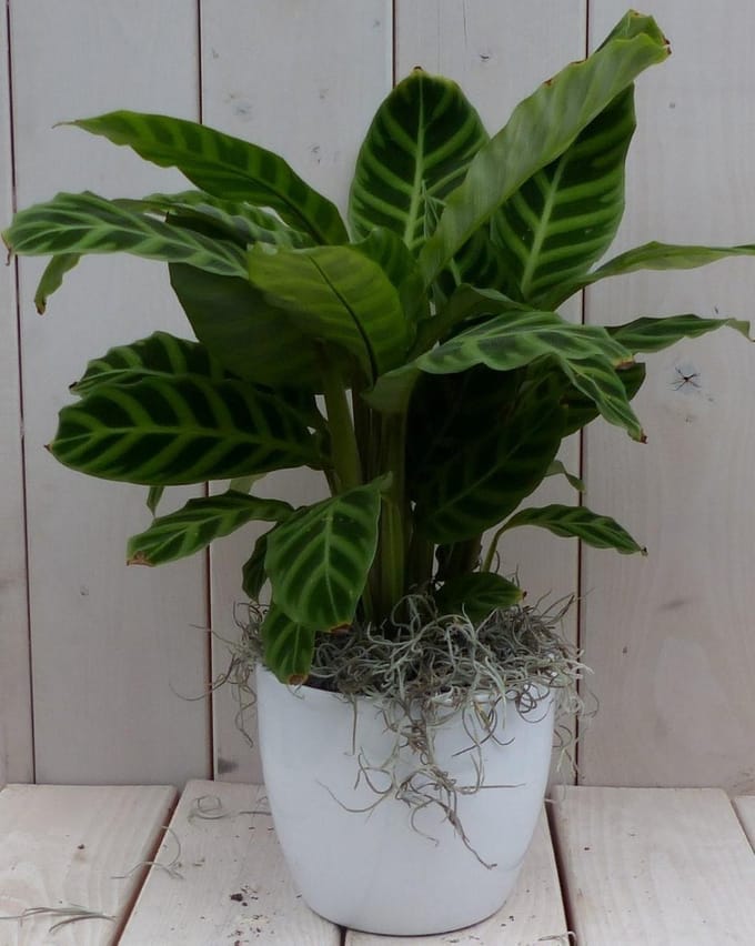 Calathea groen blad witte pot 40 cm