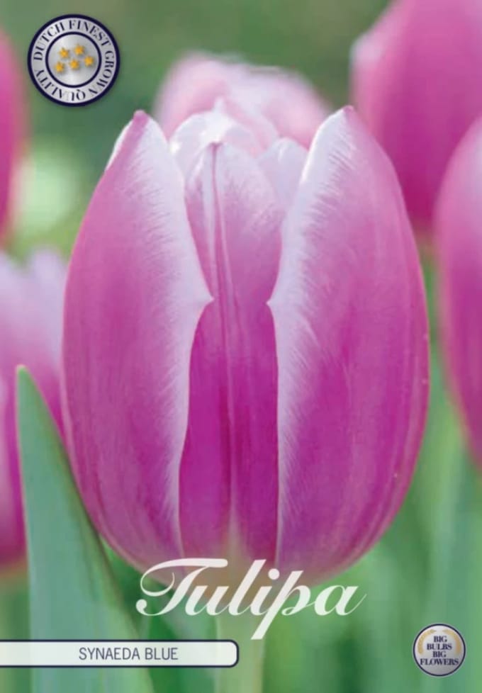Dutch Finest Quality bloembollen Tulpen 10 stuks Tulp Triumph Synade Blue x7 12/+s