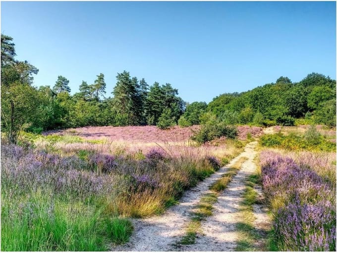Houten Puzzel - Legpuzzel Stukjes - Ontspanning Thuis - Met Scheidingswand - 1500 Stukjes - Bomen Pad