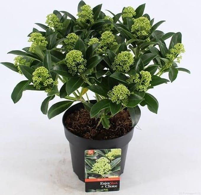 Skimmia Jap. White Globe - Set van 2 - Pot 2 Liter - Crème Groene Bloem - Wintergroen