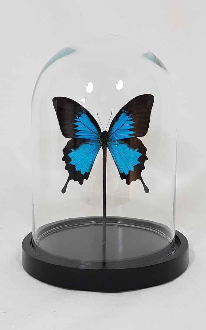 1 opgezette papilio ulysses ulysses in glazen stolp.