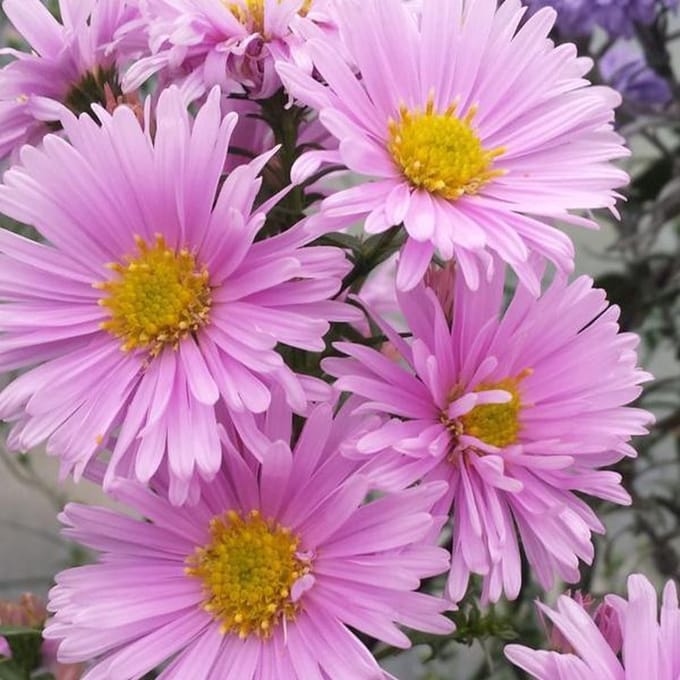 6 x Aster Novi Belgii 'Sarah Ballard'   - Herfstaster pot 9x9 cm