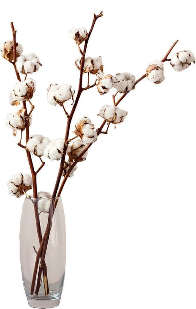 Katoentakken, Cottonball Branches 3 stuks Ca. 65cm lang. Droogbloemen, Katoenbollen
