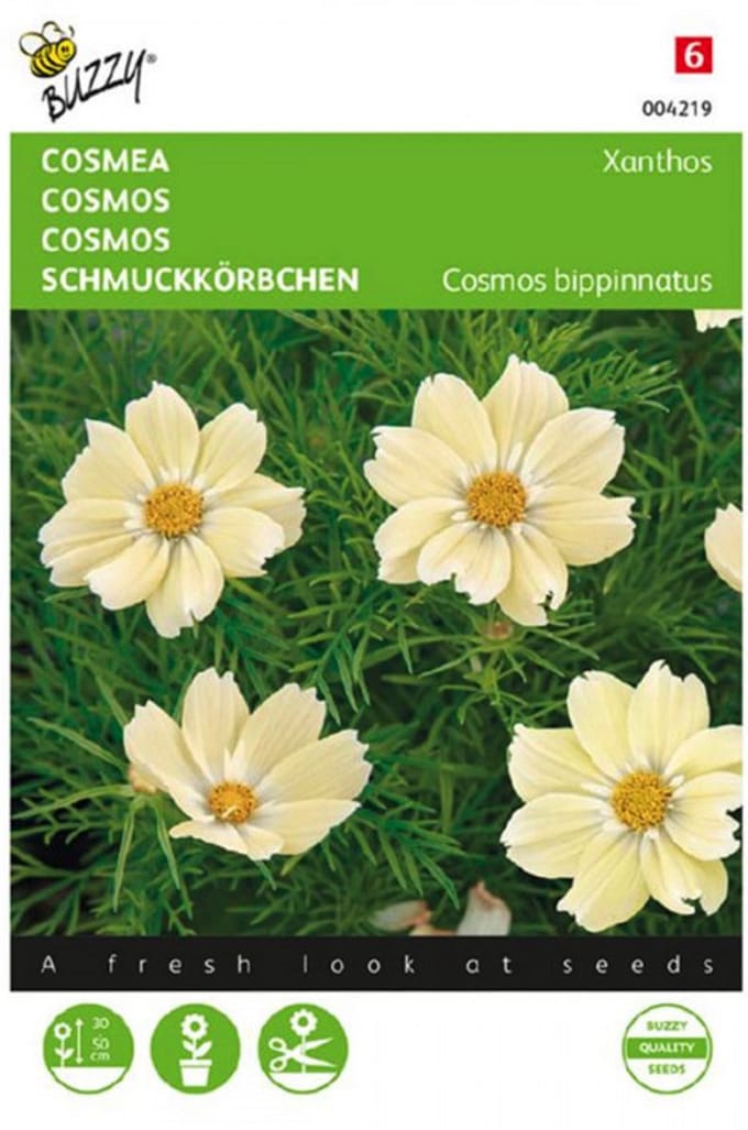 Buzzy - Zaden cosmos cosmea xanthos 10 zaden