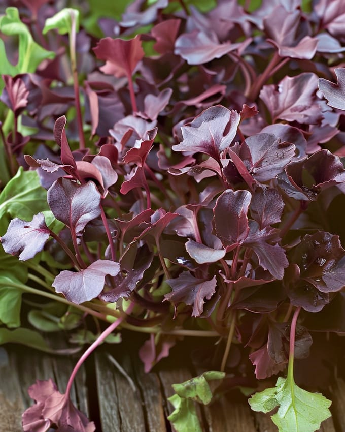2 sets - Mosterd Red Frills Zaden Brassica Juncea Microgreens Eenjarig