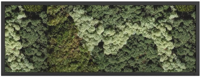 Mos Schilderij 160 x 60 cm Landscape Zwart