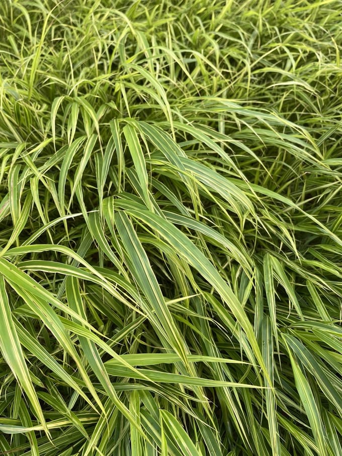 6x Japans berggras - Hakonechloa macra 'Albostriata' | 9x9 cm pot
