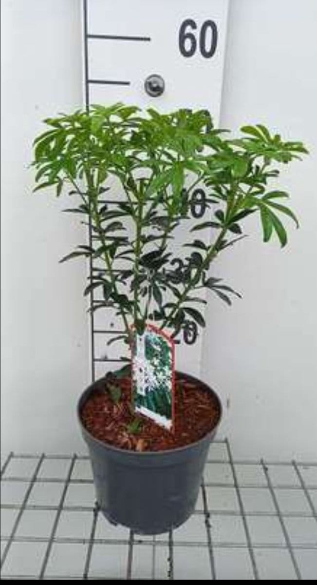 Choisya tern. 'Greenfingers'® - Mexicaanse Oranjebloesem 25- 30 cm in pot