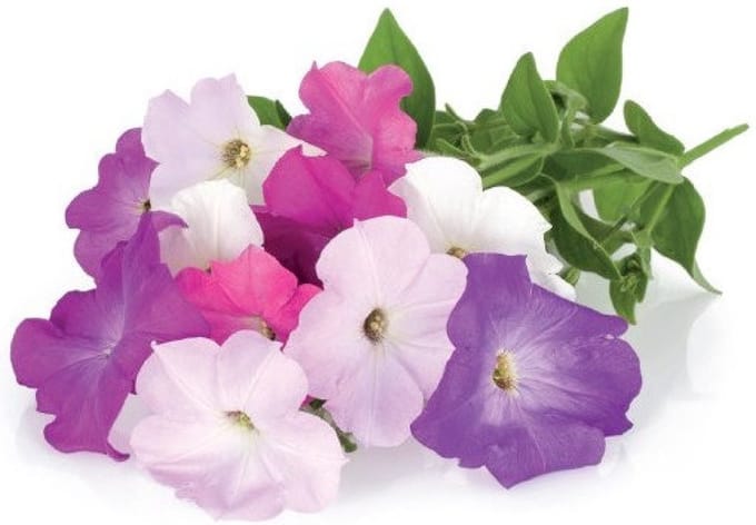 Click and Grow Smart Garden - Petunia