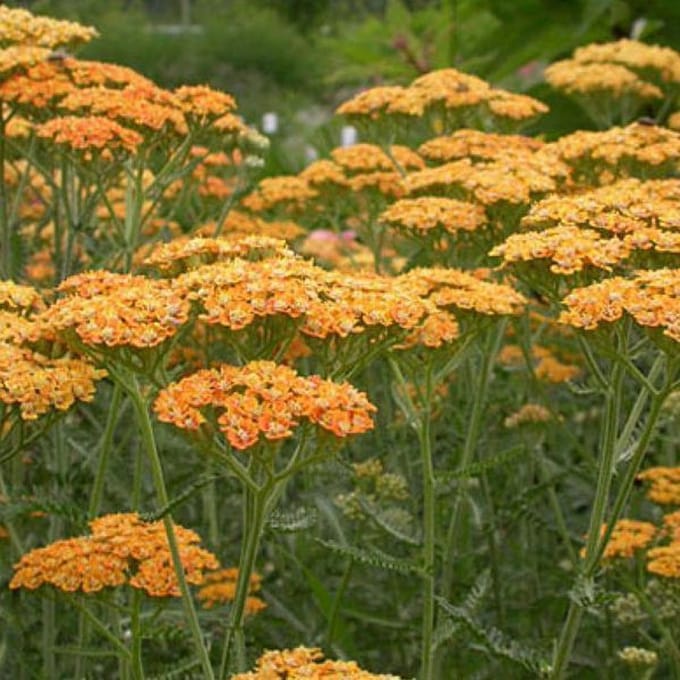 6 x  Achillea 'Terracotta' - Duizendblad pot 9x9 cm