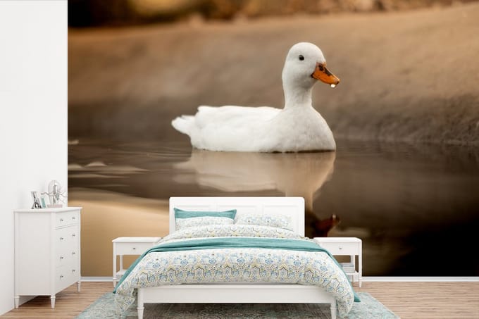 Behang - Fotobehang Eend - Vogel - Water - Wit - Breedte 390 cm x hoogte 260 cm
