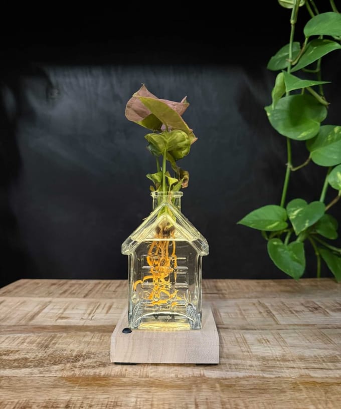 Intenz | Oslo | Glazen huisje met plant op water | Neon