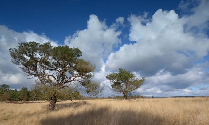 Fotobehang Hoge Veluwe 450 x 260 cm - € 295,--