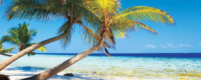 Beach Tropical Photo Wallcovering