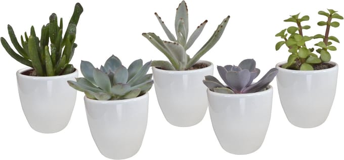 Vetplanten mix 5.5 cm in witte pot | 5 stuks