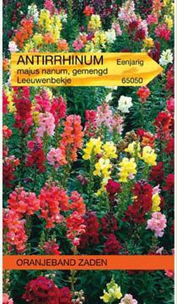 Antirrhinum, Leeuwenbekje, half-hoog gemengd