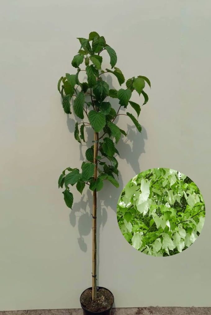Jonge Zakdoekjesboom | Davidia involucrata | 100-150cm hoogte