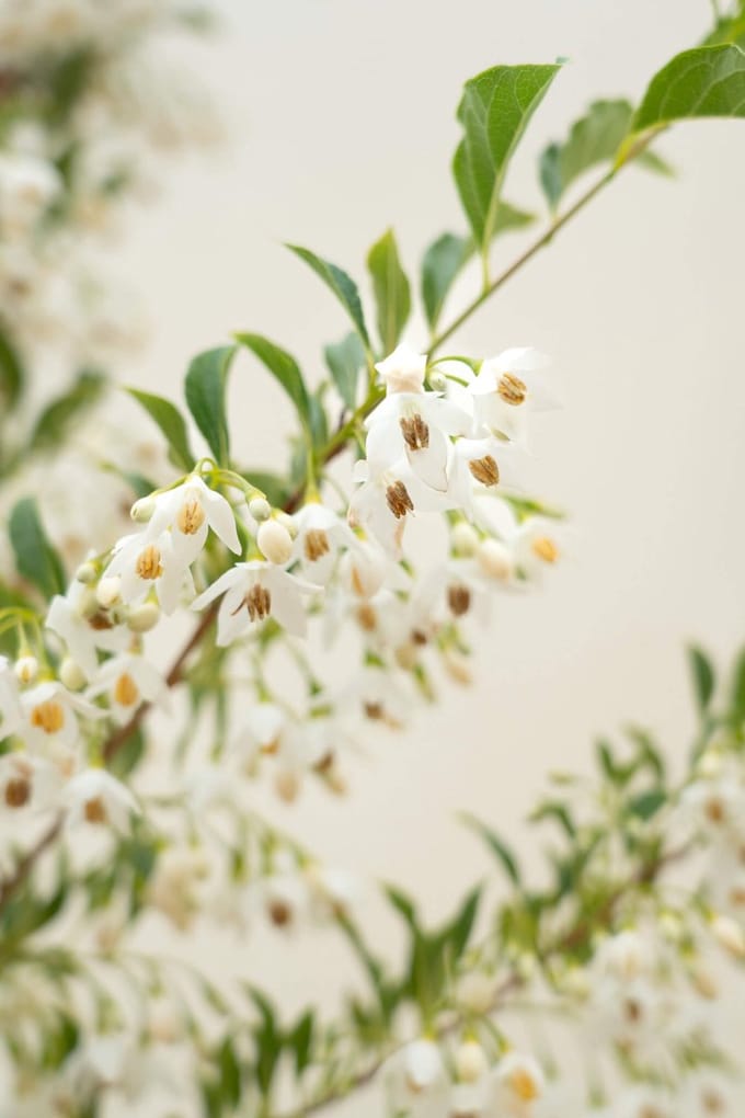 Jonge Storaxboom | Styrax japonicus 'June Snow' | 150-200cm hoogte