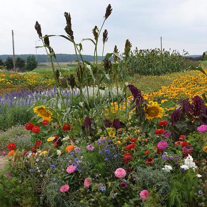 Bloemen mix zaden - Zangvogel mix