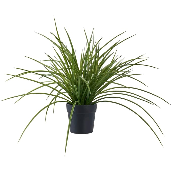 Kamerplant House Nordic Grass (x12)