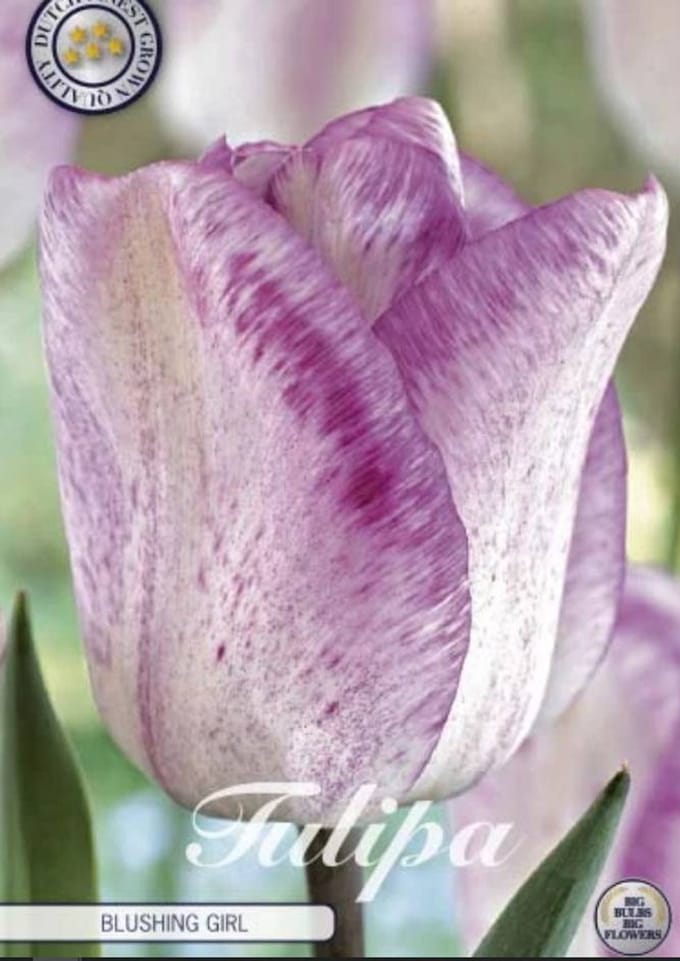 Shirley Single late Tulpenbollen 7 Stuks Bolmaat 12+