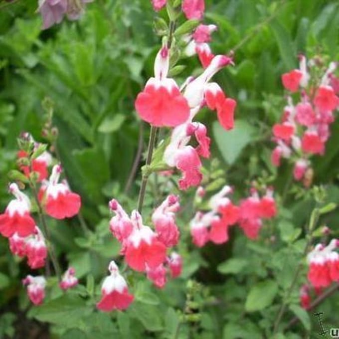 Salvia m. Hot Lips - Set van 12 - Salie - Pot P9 - Rood Witte Bloem