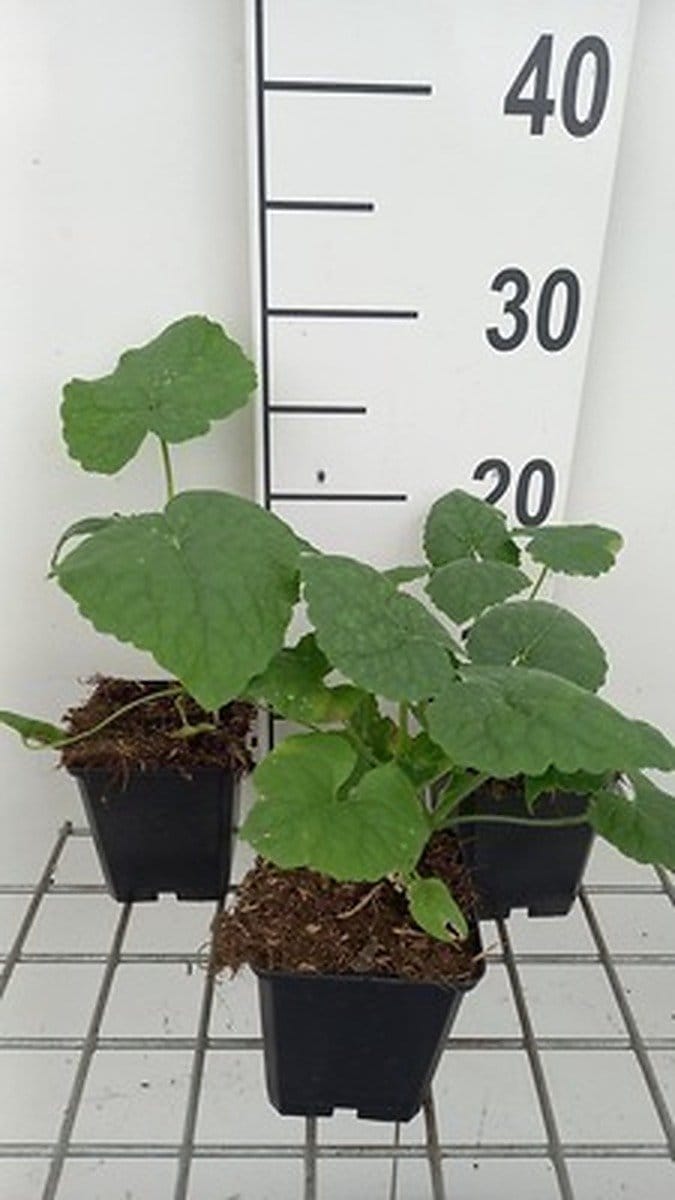 6x Lunaria - Lunaria annua | 9x9 cm pot