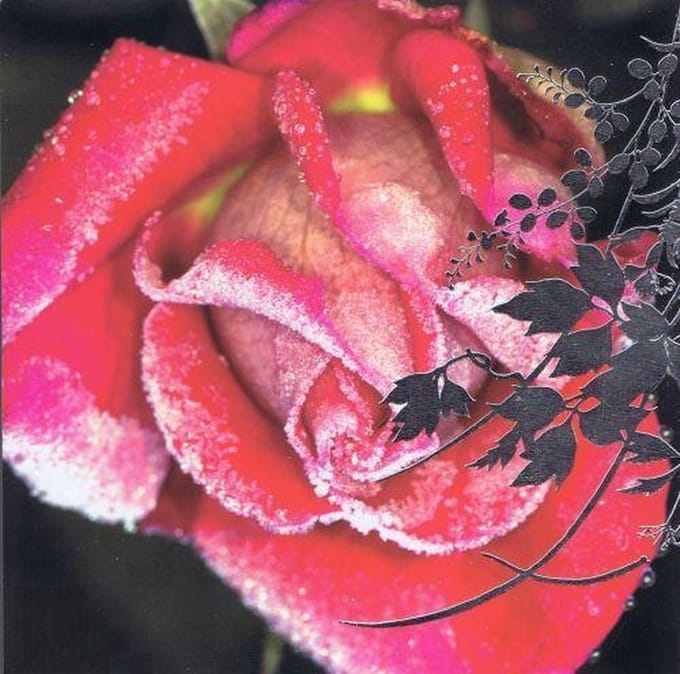 Dubbele Kerstkaarten met Kerstbloemen (10 stuks)