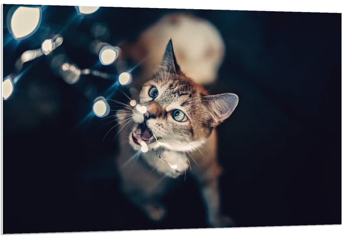 Forex - Kat met Lichtjes - 120x80cm Foto op Forex