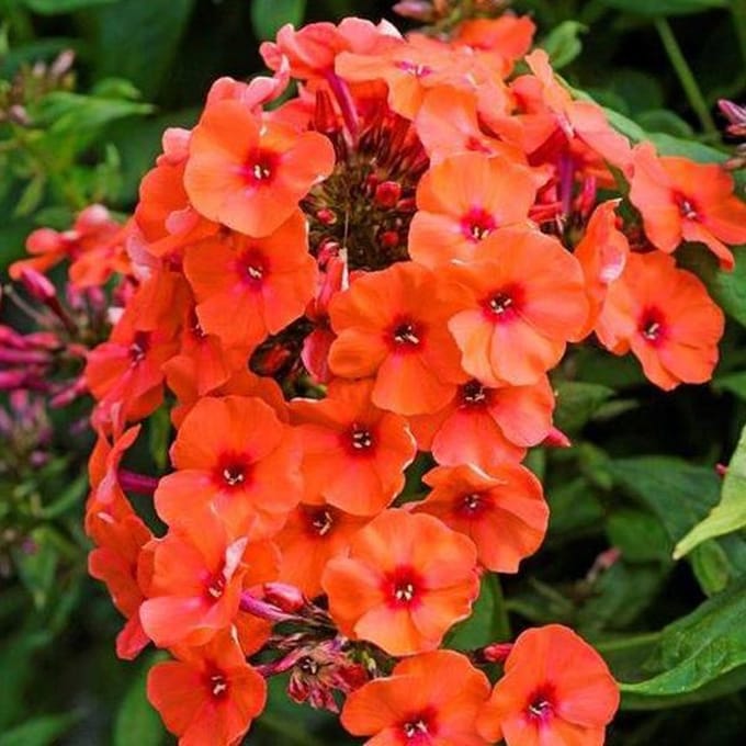 6 x Phlox 'Orange Perfection' - Vlambloem pot 9x9cm