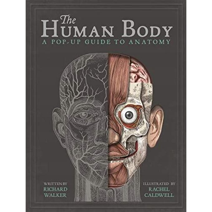 Het menselijk lichaam: een pop-up gids voor anatomy walker