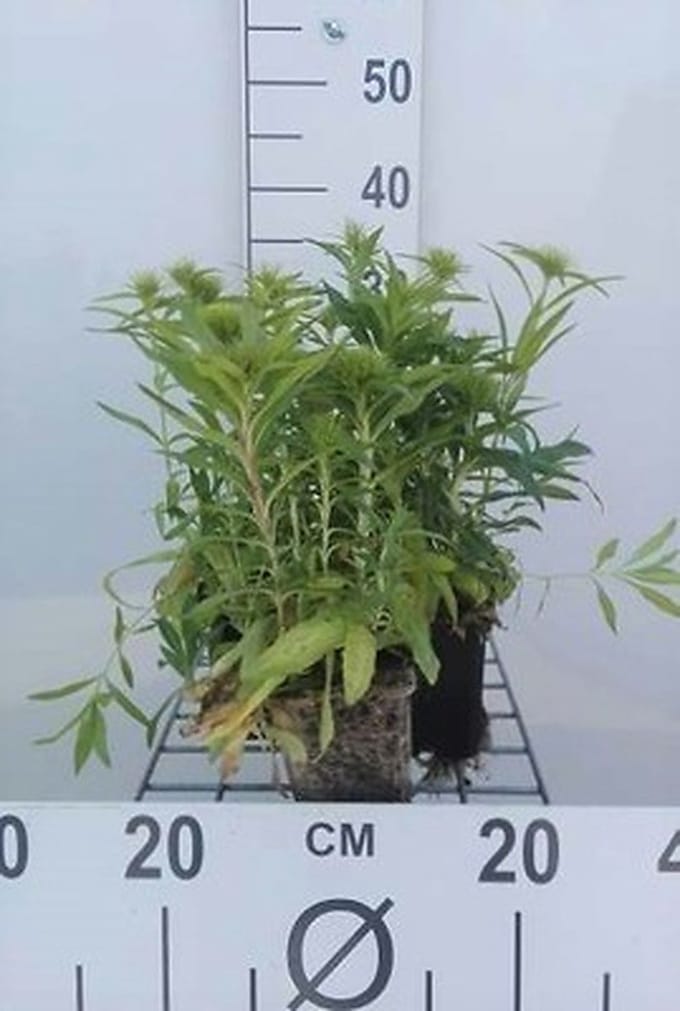6x Grasanjer - Dianthus barb. Indianer Teppich' | 9x9 cm pot