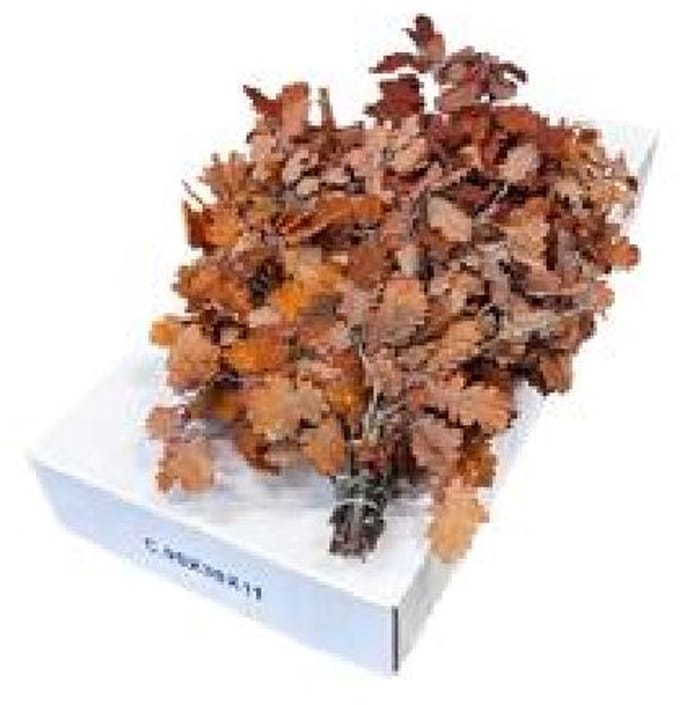 5x Dc quercus oranje gestabiliseerd 50cm