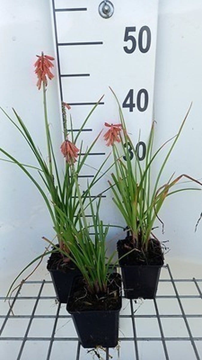 6x Vuurpijl - Kniphofia hybr. 'Vincent Lepage' | 9x9 cm pot