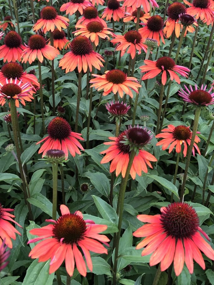6x Zonnehoed - Echinacea purp. 'Hot Summer'® | 9x9 cm pot