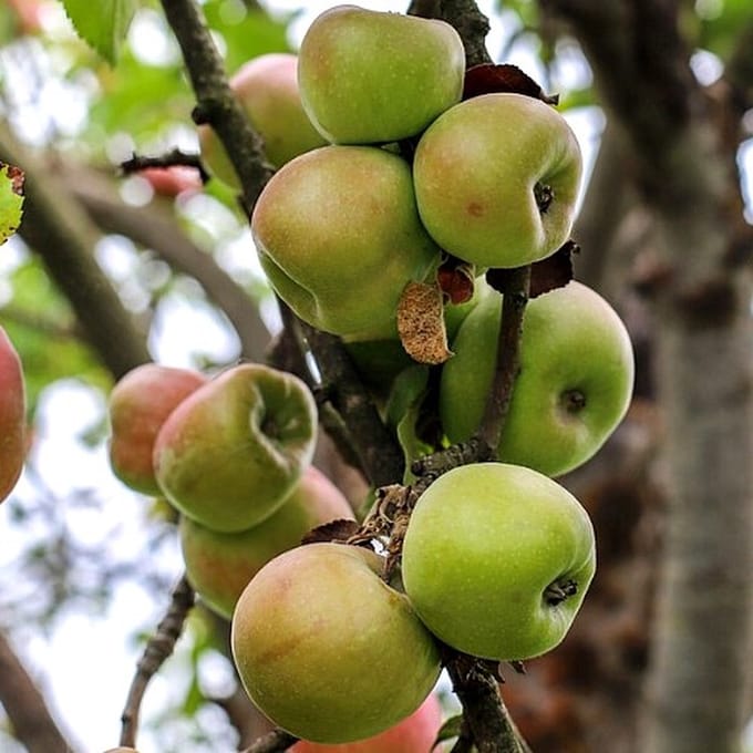 Malus domestica ‘Notarisappel’ appelboom, 5 liter pot