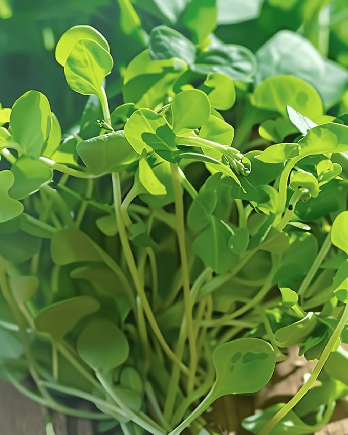 Doperwt Microgreen Zaden Pisum Sativum Eenjarig
