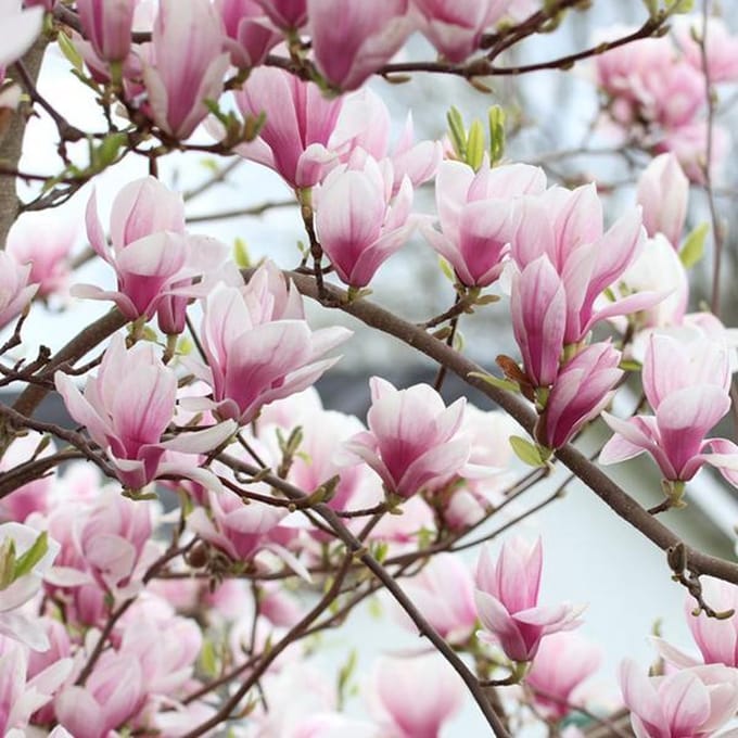 Beverboom - Magnolia soulangeana 50-60 cm