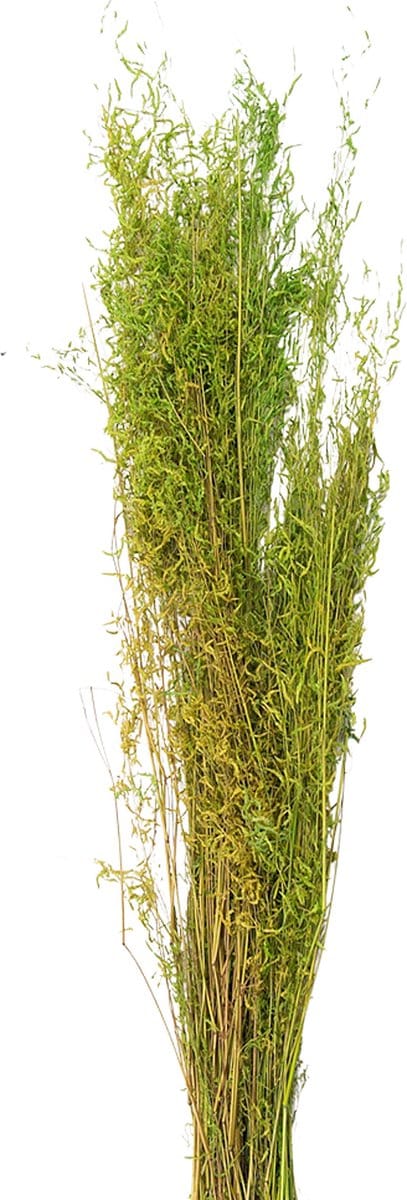Clayre & Eef Droogbloemen 90 cm Groen Droogbloemen