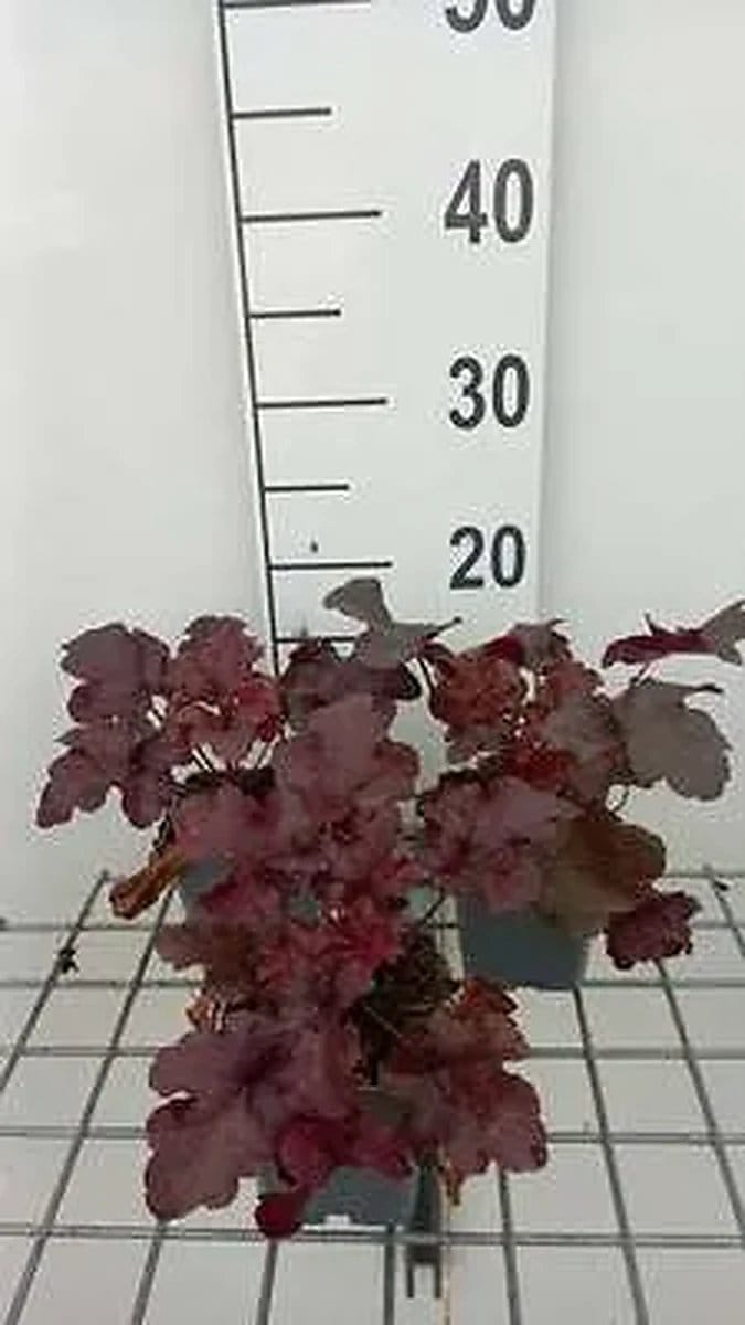 6x Purperklokje - Heuchera hybr. 'Red Sea' | 9x9 cm pot