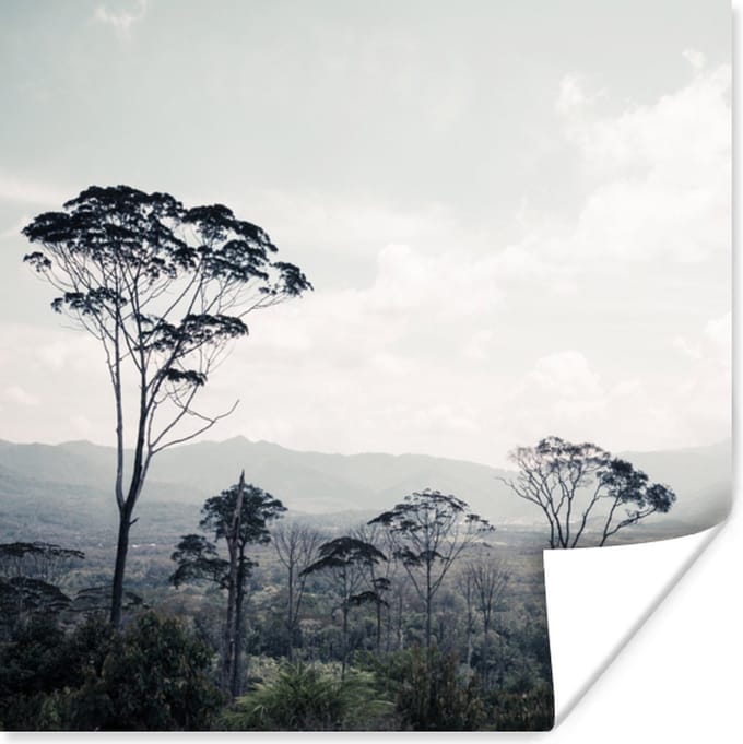 Poster Bomen - Lucht - Natuur - 100x100 cm XXL