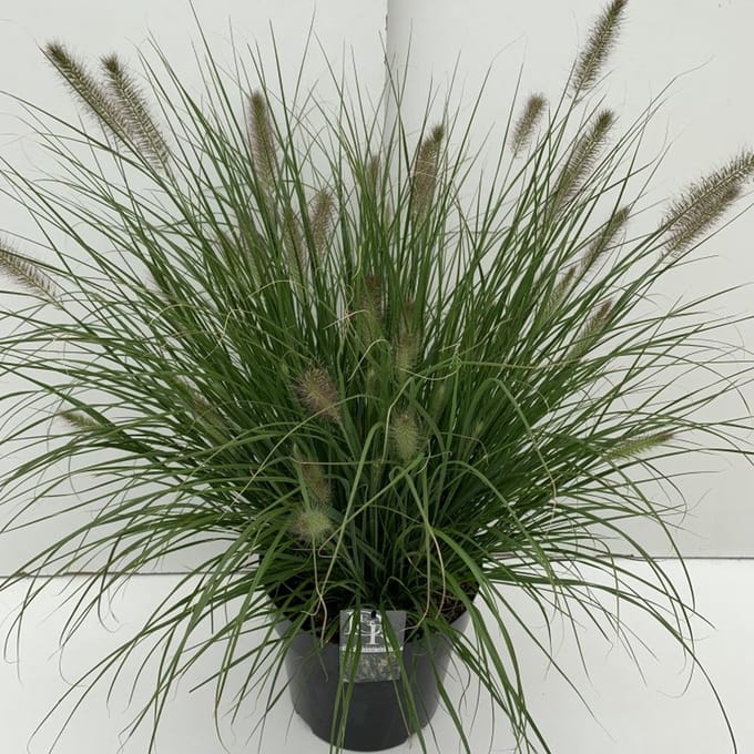 Pennisetum alopecuroides 'Hameln' - 10 liter pot - cm