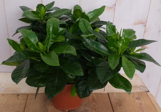 Warentuin natuurlijk - Kamerplant Kaapse Jasmijn Gardenia