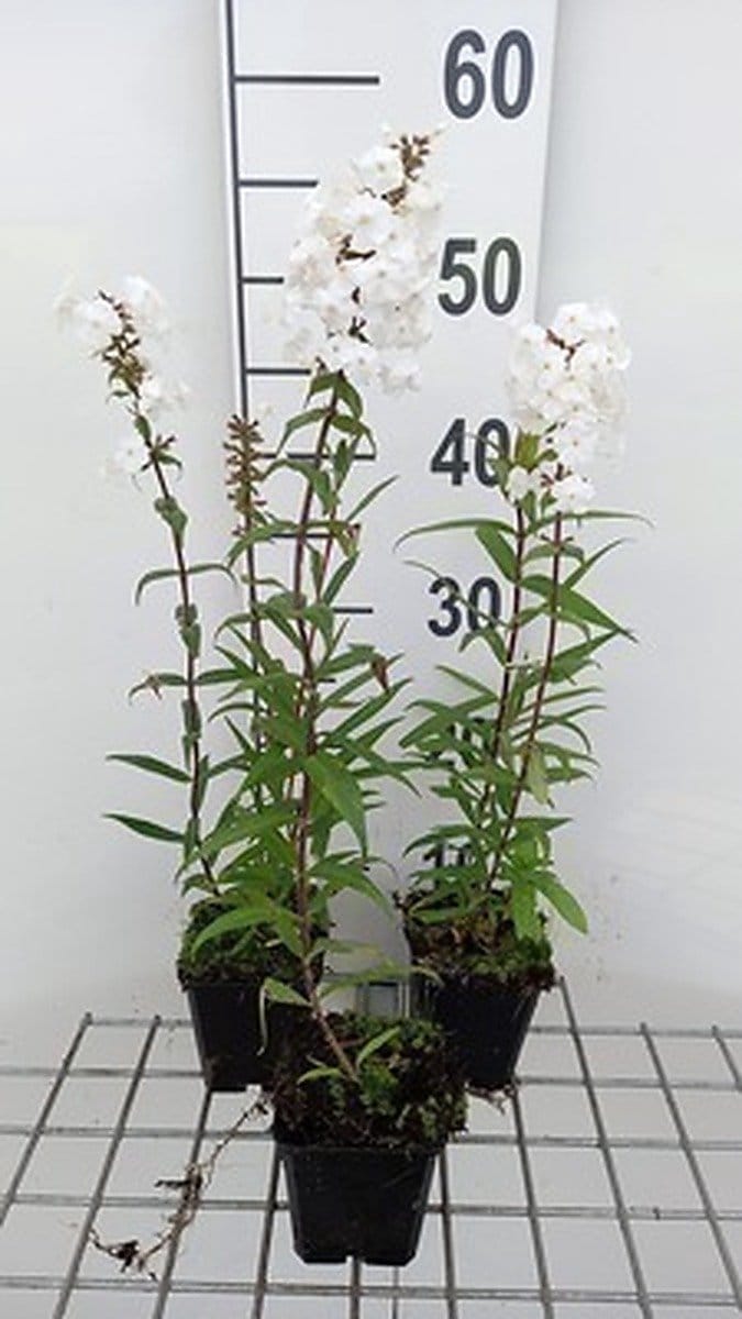 6x Vlambloem - Phlox (m) 'Delta' | 9x9 cm pot