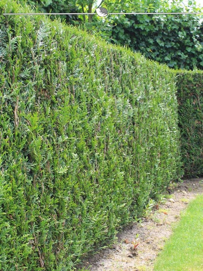 Levensboom Thuja plicata Martin 120-140 cm, 30x Haagplant